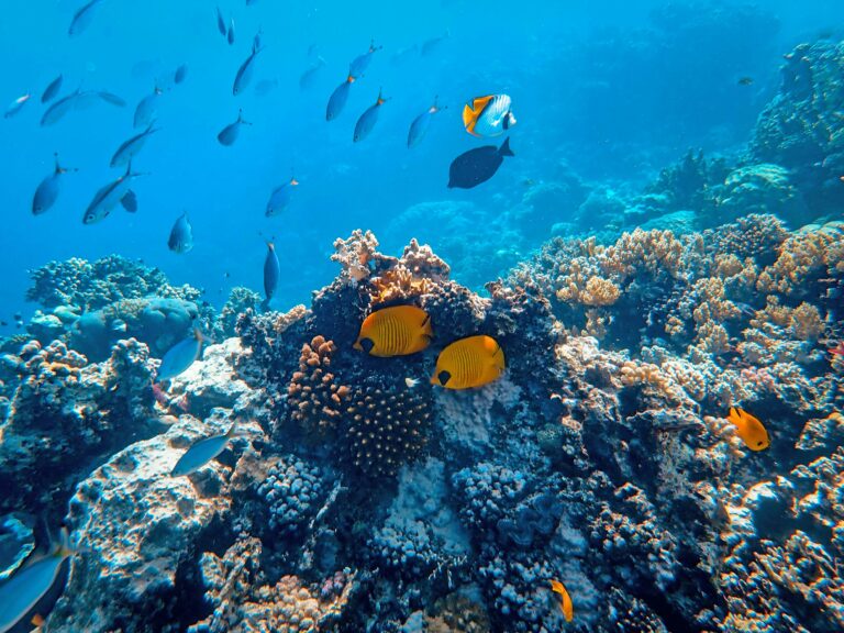 Colorful coral reef teeming with tropical fish underwater, showcasing marine biodiversity.